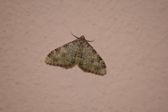 Nebula ibericata