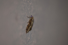 Nebula ibericata