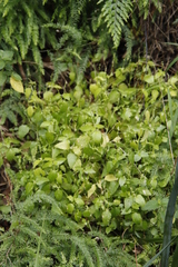 Leidesia procumbens