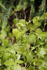 Leidesia procumbens