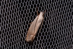 Plectophila micradelpha