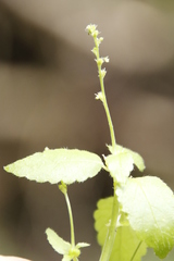 Leidesia procumbens