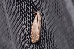 Plectophila micradelpha