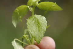 Leidesia procumbens