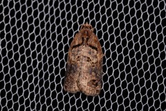 Cryptoptila crypsilopha