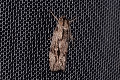 Cryptophasa phycidoides