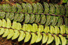 Athyrium nakanoi
