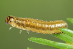 Pristiphora decipiens