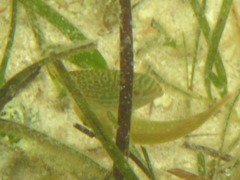 Siganus spinus