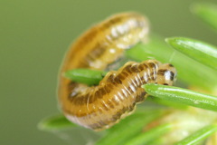Pristiphora decipiens