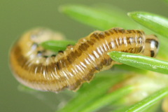 Pristiphora decipiens