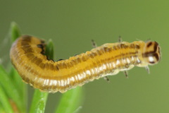 Pristiphora decipiens