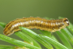Pristiphora decipiens