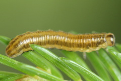Pristiphora decipiens