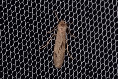 Graphosia stenopepla