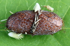 Pristiphora decipiens