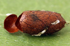 Pristiphora decipiens