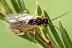Pristiphora decipiens