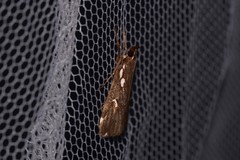 Perimeceta niphotypa