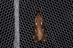 Perimeceta niphotypa