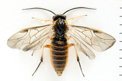 Pristiphora decipiens
