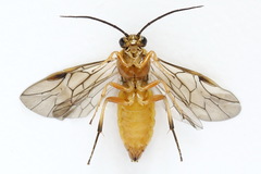 Pristiphora decipiens
