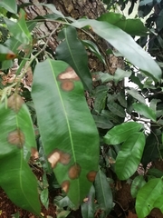 Phytophthora ramorum