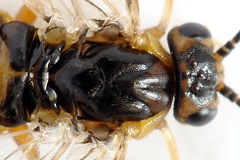 Pristiphora decipiens