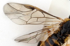 Pristiphora decipiens