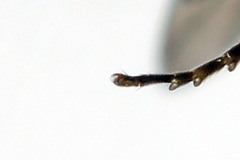 Pristiphora decipiens