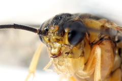 Pristiphora decipiens