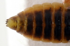 Pristiphora decipiens