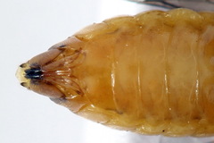 Pristiphora decipiens