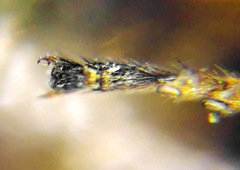 Pristiphora decipiens