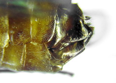 Pristiphora decipiens