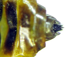 Pristiphora decipiens