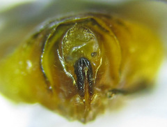 Pristiphora decipiens