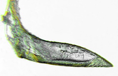 Pristiphora decipiens