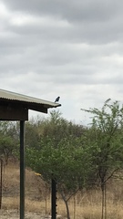 Lamprotornis chalybaeus