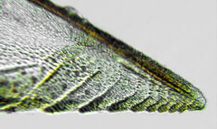 Pristiphora decipiens