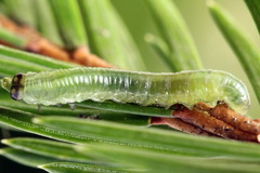 Pristiphora decipiens