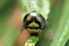 Pristiphora decipiens