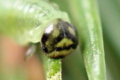 Pristiphora decipiens