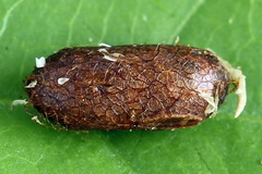 Pristiphora decipiens