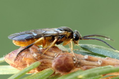 Pristiphora decipiens