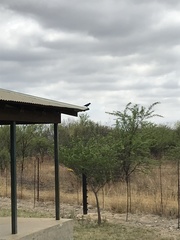 Lamprotornis chalybaeus