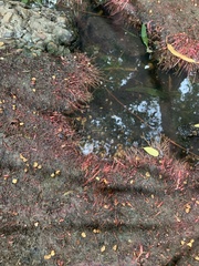 Hydrilla verticillata
