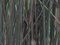 Phleocryptes melanops