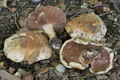 Cortinarius atkinsonianus