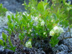 Vaccinium boreale